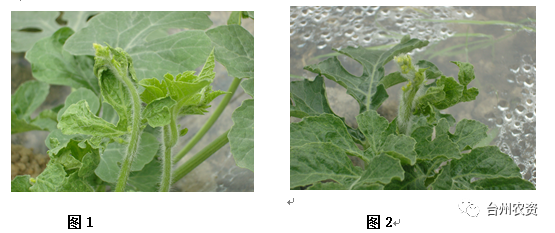 臺州農(nóng)資 臺州農(nóng)資