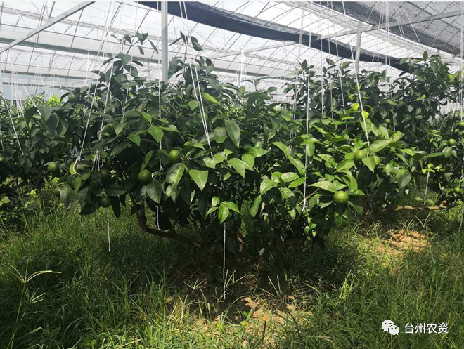 臺州農(nóng)資 臺州農(nóng)資